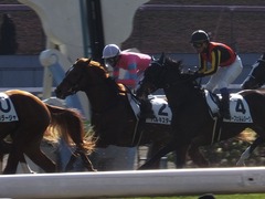 20180113 京都5R 3歳未勝利 ハルキスター 21