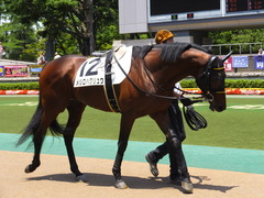 20130608 メジロハクリュウ1