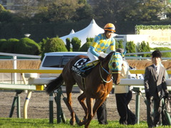 20151128 東京11R キャピタルS アルマディヴァン 12
