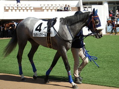 20180304 中山5R 3歳牝馬未勝利 プラチナベール 03