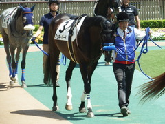 20180421 東京6R 3歳未勝利 ミッキーバード 03