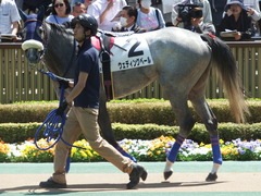 20180421 東京6R 3歳未勝利 ウェディングベール 07