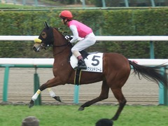 20181223 中山4R 2歳メイクデビュー ハクシンドリーム 16