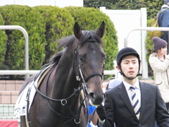 20150315 中山2R 3歳未勝利 コスモポッポ 04