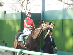 20190105 中山11R 中山金杯(G3) マイネルサージュ 14