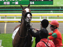 20161030 東京1R 2歳未勝利 プンメリン 22