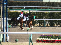 20150104 中山6R 4歳上500万下 ワイルドジーク 07