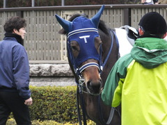 20160130 東京4R 3歳未勝利 アタンドリール 11