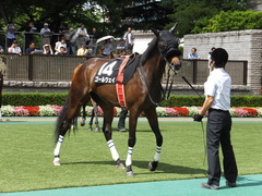 20140629 東京10R ゴールウェイ 09
