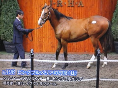 ピンクプルメリアの2016