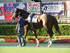東京12R (1000) メイショウノボサン 09