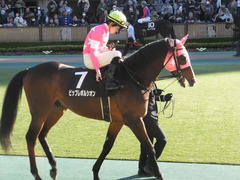 20170204 東京10R 箱根特別(1000) ビップレボルシオン 19