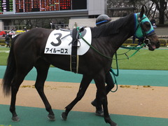 20160130 東京3R 3歳未勝利 アイルーロス 10