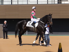 20170226 中山6R 3歳未勝利 バトルオスカー 21