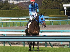 20170225 阪神4R 3歳未勝利 サテンドール 22