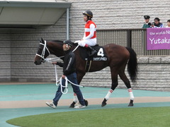 20151031 東京10R 赤富士S ショウナンアポロン 16