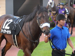 20161016 新潟12R 鳥屋野特別(500) アークアーセナル 13