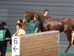 20150927 中山9R 芙蓉ステークス プランスシャルマン 24