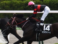 20170624 函館10R 湯川特別(500) ホウオウドリーム 36