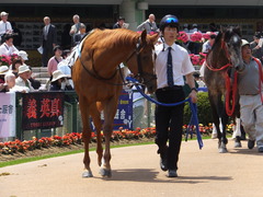 20150425 京都3R 3歳未勝利 モーグリ 08