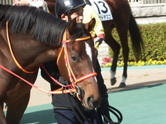 20190126 東京5R 3歳未勝利 ピンシェル 11