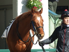 20180113 京都5R 3歳未勝利 ハルキスター 04
