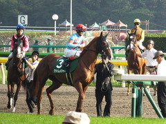 20161008 東京11R サウジアラビアRC(G3) クライムメジャー 18