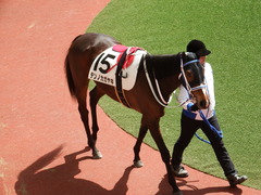 20180331 阪神3R 3歳未勝利 テンノカガヤキ 10