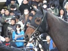 20150104 中山7R 4歳上500万下 ヴィルトグラーフ 07