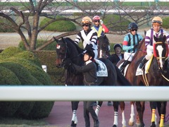 20181208 阪神12R (500) マッスルマサムネ 15
