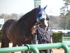 20190223 中山7R 4歳上(500) アドマイヤムテキ 19