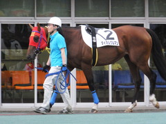 20170524 大井8R B2 マイネルグルマン 09