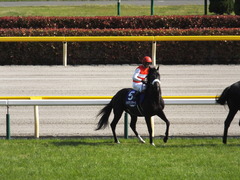 20140511 東京11R NHKマイルカップ(G1)ショウナンアチーヴ12