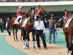 20141026 東京4R ラッシュアタック 12