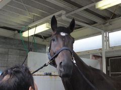 ジェニファー&函館・北出厩舎1