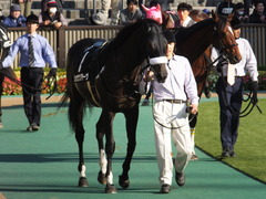 20131117 東京 ショウナンアチーヴ 05