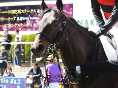 20140308 中山4R メジロサンノウ 12