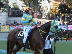 20151128 東京11R キャピタルS アルマディヴァン 10