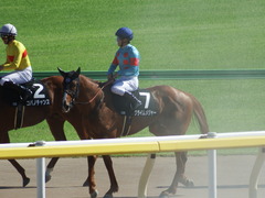 20180520 東京10R フリーウェイS(1600) クライムメジャー 24