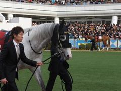 20150125 中山11R AJCC(G2) ゴールドシップ 05