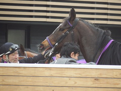20190323 中山9R ミモザ賞 3歳牝馬(500) トロハ 20