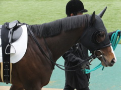 20150222 東京4R 3歳未勝利 ロジダーリング 05