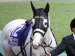 20151129 東京11R ジャパンカップ(G1) 04