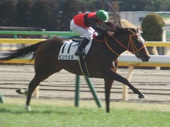 20190126 東京5R 3歳未勝利 ピンシェル 24