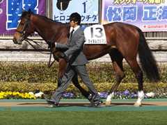 20150221 東京6R 4歳上500万下 マイネルグルマン 03