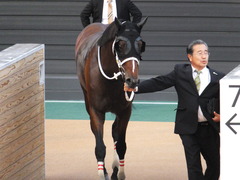 20151004 中山12R 内房S 3歳上1600万下 ショウナンアポロン 17