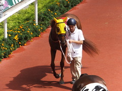 20150920 阪神7R 3歳上500万下 イサチルホープ 05