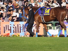 20151025 京都11R 菊花賞(G1) マッサビエル 07