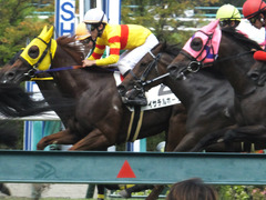 20150920 阪神7R 3歳上500万下 イサチルホープ 11