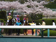 20150404 阪神5R 3歳上500万下 テイケイラピッド 08
